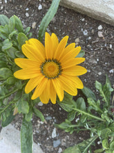 Load image into Gallery viewer, GAZANIA - New Day Bright Mix

