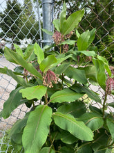 Load image into Gallery viewer, MILKWEED - Common
