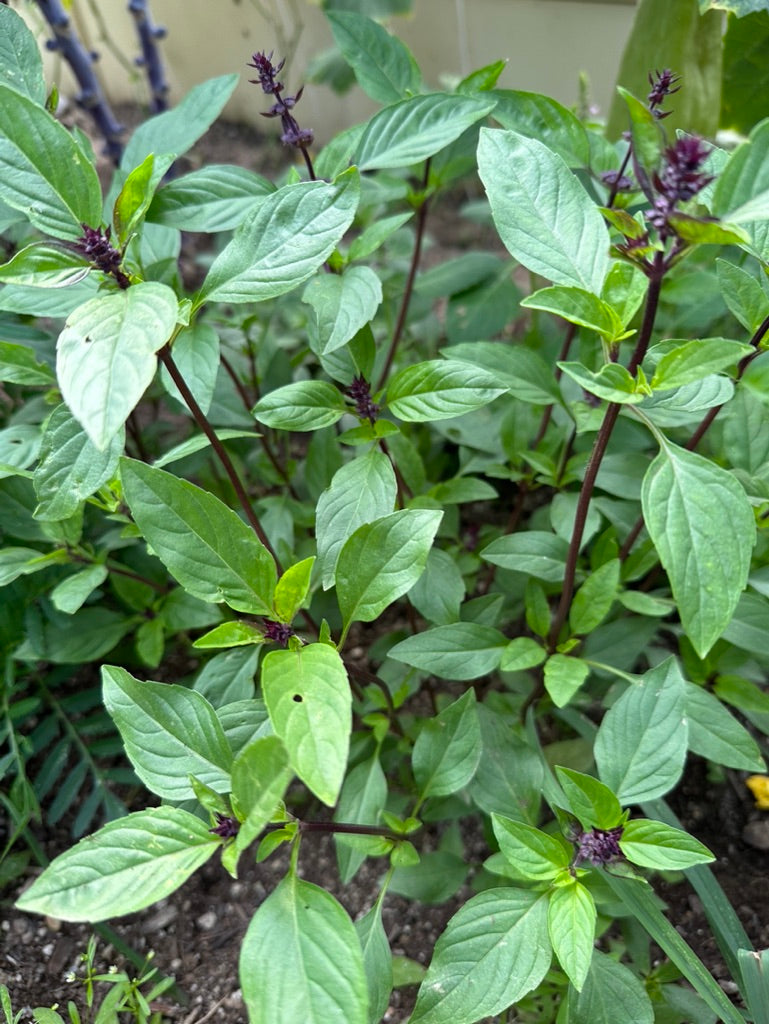 BASIL - Thai