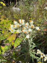 Load image into Gallery viewer, SUPERIOR NATIVE WILDFLOWER MIX
