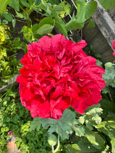 Load image into Gallery viewer, POPPY - Red Peony
