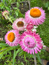 Load image into Gallery viewer, STRAWFLOWER - Sunset Mix
