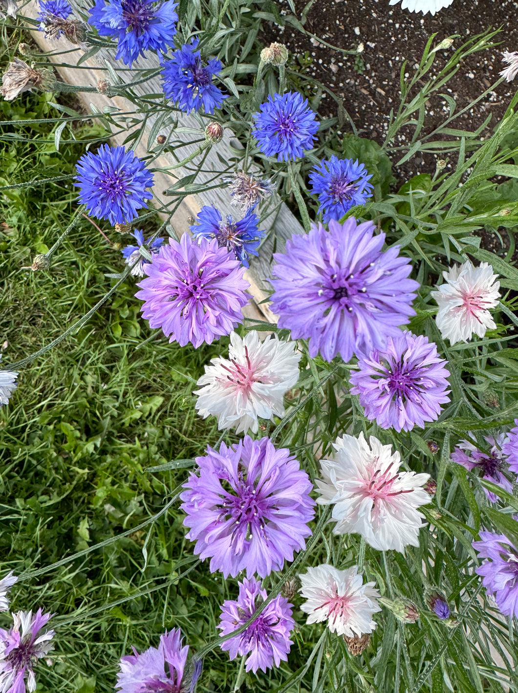 CORNFLOWER - Tall Mixed