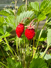 Load image into Gallery viewer, STRAWBERRY - Rügen
