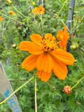Load image into Gallery viewer, COSMOS - Sulfur Orange
