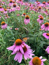 Load image into Gallery viewer, LOW-MAINTENANCE POLLINATOR BUNDLE
