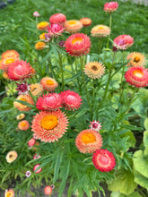 Load image into Gallery viewer, STRAWFLOWER - Sunset Mix
