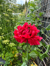 Load image into Gallery viewer, POPPY - Red Peony
