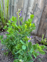 Load image into Gallery viewer, BLUE WILD INDIGO
