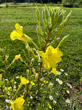 Load image into Gallery viewer, EVENING PRIMROSE
