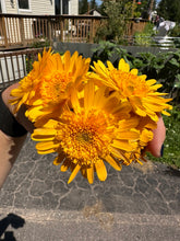 Load image into Gallery viewer, CALENDULA - Kinglet Mix
