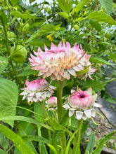 Load image into Gallery viewer, STRAWFLOWER - Sunset Mix
