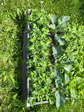 Load image into Gallery viewer, PEA (BUSH) - Tom Thumb
