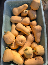 Load image into Gallery viewer, SQUASH - Butternut
