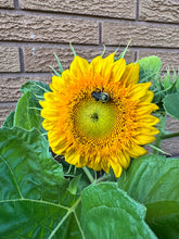 Load image into Gallery viewer, SUNFLOWER - Teddy Bear
