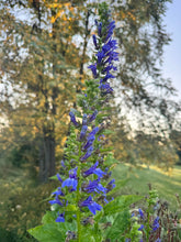 Load image into Gallery viewer, GREAT BLUE LOBELIA
