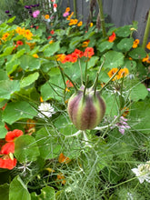 Load image into Gallery viewer, NIGELLA - Persian Jewels
