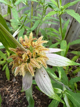 Load image into Gallery viewer, BEE BALM - Spotted
