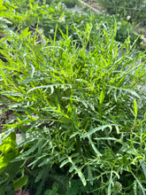 Load image into Gallery viewer, ARUGULA - Wild
