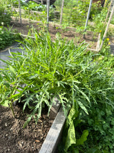 Load image into Gallery viewer, ARUGULA - Wild
