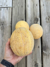 Load image into Gallery viewer, MELON (CANTELOUPE) - Minnesota Midget
