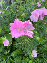 Load image into Gallery viewer, MUSKMALLOW - Pink
