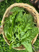 Load image into Gallery viewer, SPINACH - Bloomsdale
