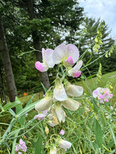 Load image into Gallery viewer, SWEET PEA (PERENNIAL) - Pink &amp; White Mix
