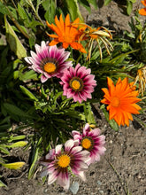 Load image into Gallery viewer, GAZANIA - New Day Bright Mix

