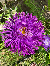 Load image into Gallery viewer, ASTER - Pavlova Dark Blue
