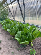 Load image into Gallery viewer, LETTUCE - Romaine
