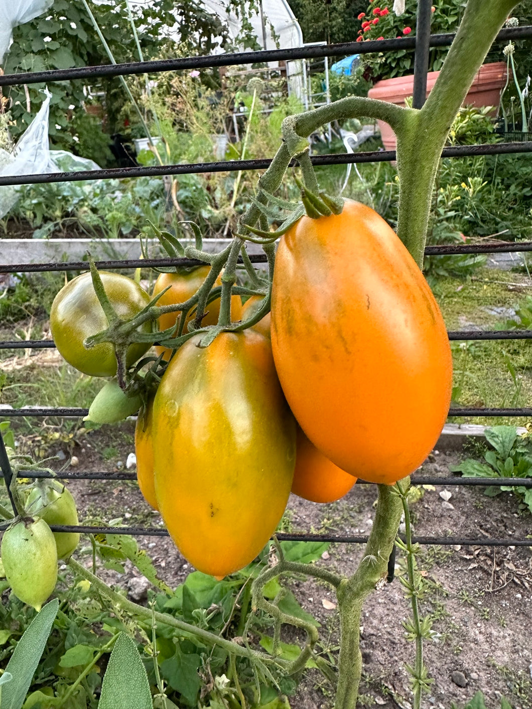 TOMATO - Pirkstine Orange