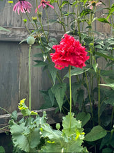 Load image into Gallery viewer, POPPY - Red Peony
