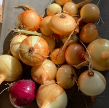 Load image into Gallery viewer, ONION - Yellow
