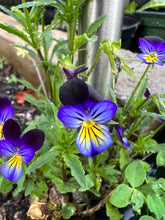 Load image into Gallery viewer, PANSY - Wild
