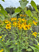 Load image into Gallery viewer, SNEEZEWEED
