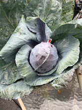 Load image into Gallery viewer, CABBAGE - Mammoth Red Rock
