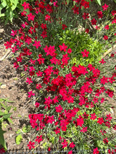 Load image into Gallery viewer, DIANTHUS - Red
