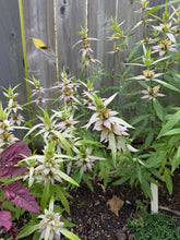 Load image into Gallery viewer, BEE BALM - Spotted
