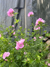 Load image into Gallery viewer, MUSKMALLOW - Pink
