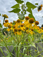 Load image into Gallery viewer, SNEEZEWEED
