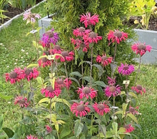 Load image into Gallery viewer, BEE BALM - Raspberry
