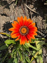Load image into Gallery viewer, GAZANIA - New Day Bright Mix
