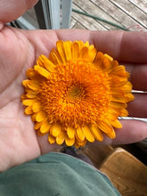 Load image into Gallery viewer, CALENDULA - Kinglet Mix
