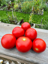 Load image into Gallery viewer, TOMATO - Amy's Sugar Gem
