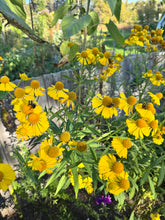 Load image into Gallery viewer, SNEEZEWEED
