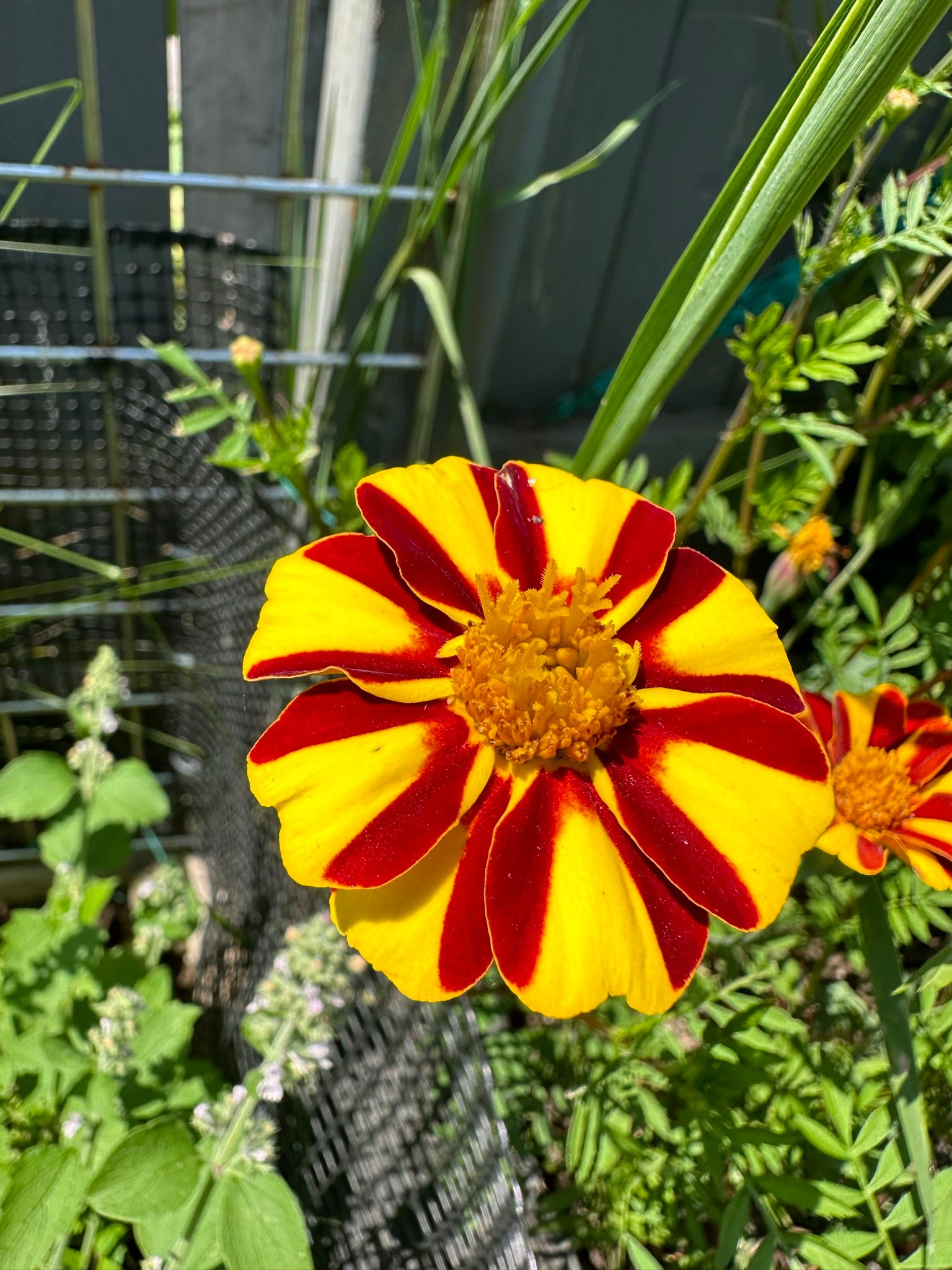 jolly jester marigold seeds MARIGOLD
