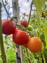 Load image into Gallery viewer, TOMATO - Amy's Sugar Gem

