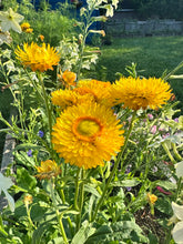 Load image into Gallery viewer, STRAWFLOWER - Bright Yellow Mix

