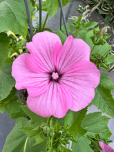Load image into Gallery viewer, LAVATERA - Silvercup
